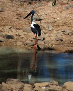 Jabiru