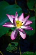Red Lily (Sacred Lotus)