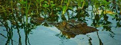 Yellow Water Crocodile