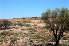 Scene inside the NP with dead camel