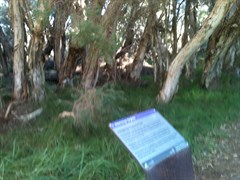 Boardwalk at Beenyup Swamp
