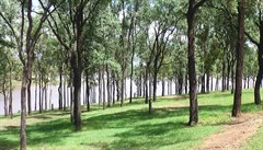 Tent sites tiered towards the lake