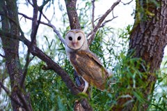 Wildlife, Purni Bore