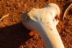 Bones