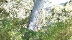 Burra Gorge camp