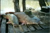 Murray Cod  May 2000