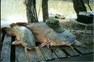 Murray Cod  May 2000