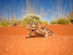 Gunbarrel Thorny Devil 