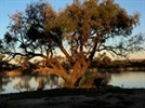 Coolibah tree on the Coopers