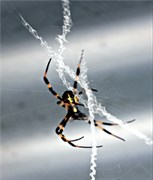 Spider near Loo