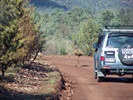 Old Prado RIP Flinders Ranges
