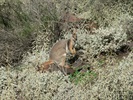Yellow Foot Rock Wallaby - Rock Wallaby<br />
Taken: 28/06/2007 2:25:27 PM Camera: Panasonic DMC-FZ5