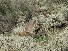 Yellow Foot Rock Wallaby