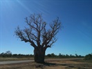 Boab W.A. 2011