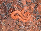 Pilbara Death Adder 