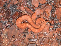 Pilbara Death Adder 