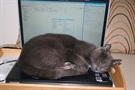 The cat