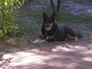 Simba our much missed baby